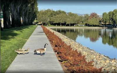Superintendent of Schools  |  Belmont-Redwood Shores School District, San Francisco area, California
